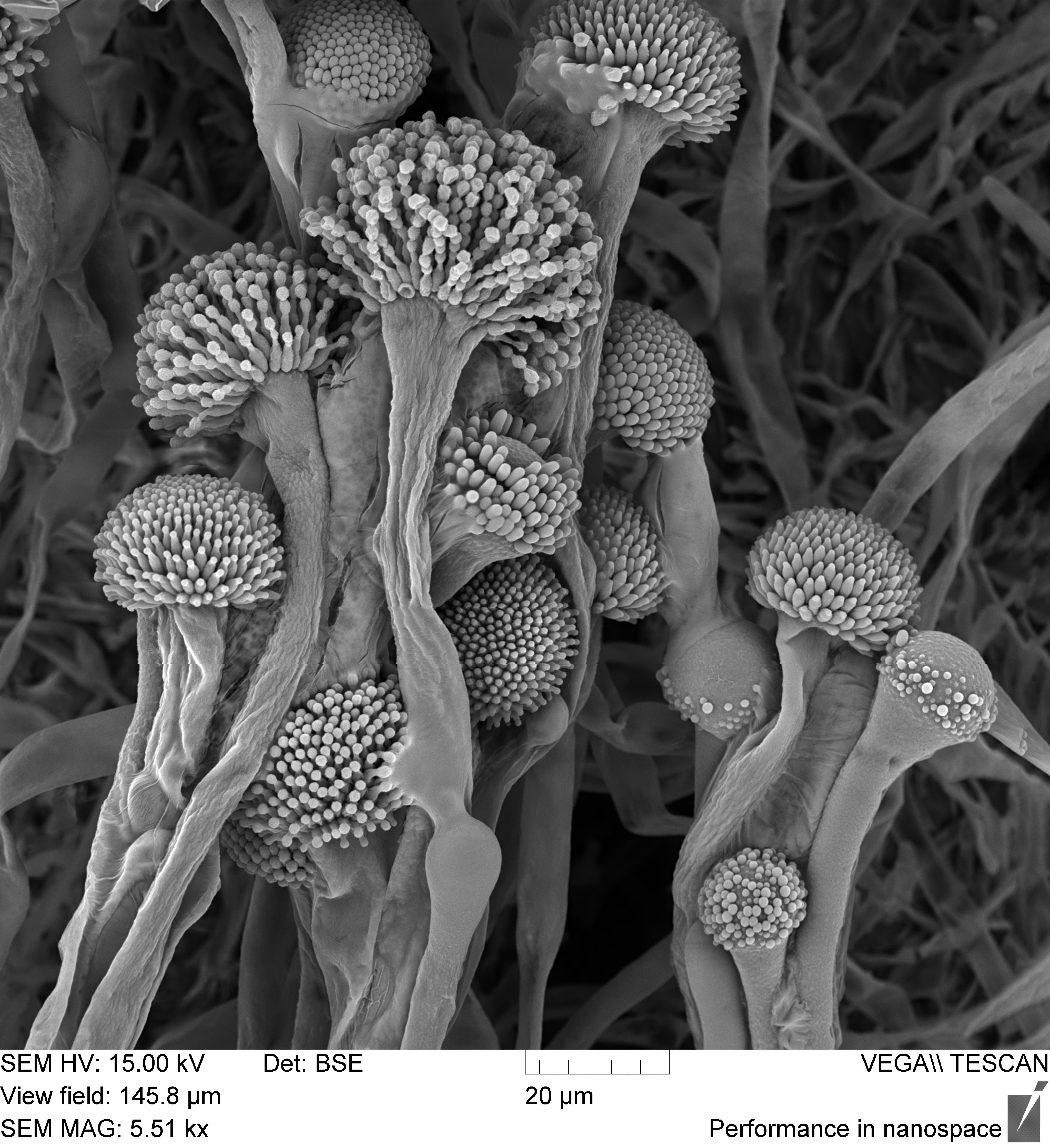 Плесневые грибы Aspergillus fumigatus