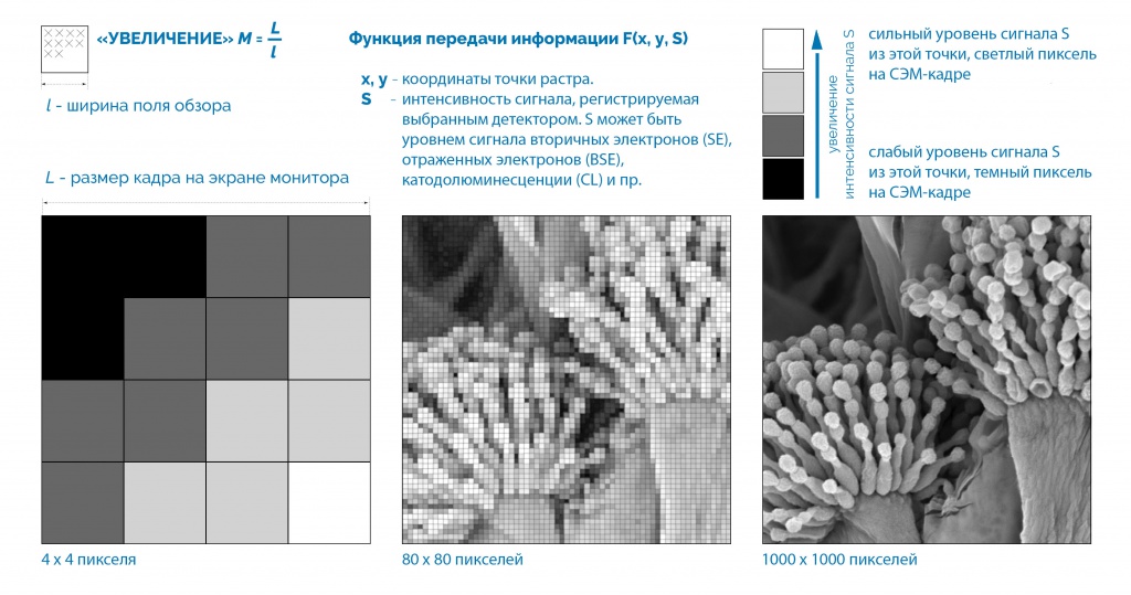 Принцип построения изображения в СЭМ
